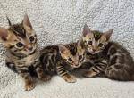 Bengal kittens - Bengal Kitten For Sale - 