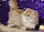 Champion Dubai - British Shorthair Cat For Sale - Montgomery, AL, US