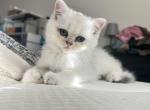 Rini - Scottish Straight Cat For Sale - San Jose, CA, US