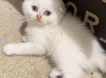 Maru - Scottish Fold Kitten For Sale - 