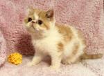 Red and White Van ESH Male - Exotic Kitten For Sale - 