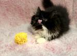 Black and White Exotic Longhair Male - Exotic Kitten For Sale - Fort Worth, TX, US