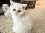 Kuma - Scottish Straight Kitten For Sale - 