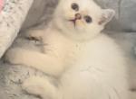 Kumo - Scottish Straight Kitten For Sale - 