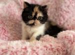 Calico female - Exotic Kitten For Sale - Fort Worth, TX, US