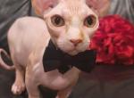 Leo - Bambino Kitten For Sale - Mundelein, IL, US