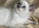 Janet - Himalayan Kitten For Sale - Rosemont, IL, US