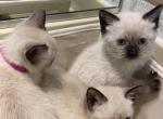 Snowball - Siamese Kitten For Sale - McLean, VA, US