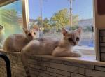 Silver Shaded Scottish Straight Males - Scottish Straight Kitten For Sale - San Jose, CA, US