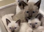 Bobby - Siamese Kitten For Sale - McLean, VA, US