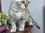Snow Mink Female - Bengal Kitten For Sale - Sacramento, CA, US