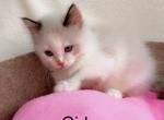 Snow - Ragdoll Kitten For Sale - Vancouver, WA, US