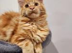 Red - Maine Coon Kitten For Sale - Sacramento, CA, US