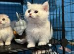 Bibi the Munchkin Scottish straight - Munchkin Kitten For Sale - Houston, TX, US