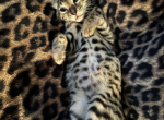 Cha Cha - Bengal Kitten For Sale - Rocky River, OH, US