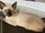 Jordan - Siamese Kitten For Sale - St. Petersburg, FL, US