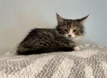 Belle - Maine Coon Kitten For Sale - KY, US