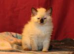 Lilly - Ragdoll Kitten For Sale - La Porte, IN, US