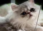 Adorable Simba - Persian Kitten For Sale - 