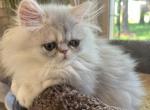 Adorable Simba - Persian Kitten For Sale - Wisconsin Rapids, WI, US