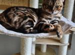 Bengal - Bengal Cat For Sale - 