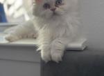 Malibu - Persian Kitten For Sale - Orlando, FL, US