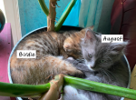 August and Birdie - Domestic Kitten For Adoption - 