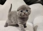 Dash - Scottish Fold Kitten For Sale - Sacramento, CA, US