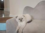 Pookie - Scottish Fold Kitten For Sale - Sacramento, CA, US