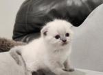 Casper - Scottish Fold Kitten For Sale - Sacramento, CA, US