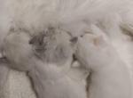 Xiva kittens - Ragdoll Kitten For Sale - Hemingway, SC, US