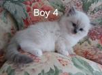 Freya kittens - Ragdoll Kitten For Sale - Hemingway, SC, US