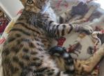 Gorgeous Bengal kittens - Bengal Kitten For Sale - VA, US