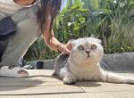 Alaska - Scottish Fold Cat For Sale - Springfield, VA, US