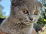 stella - Scottish Fold Kitten For Sale - Arvada, CO, US