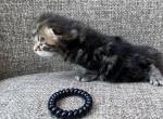 Boy Purebred Siberian Black Brown Tabby - Siberian Kitten For Sale - Old Bridge, NJ, US
