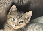 Bob - Bengal Kitten For Sale - Concord, NH, US