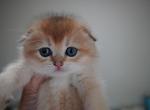 Finn - Scottish Fold Kitten For Sale - Pensacola, FL, US