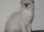 Gregory - Ragdoll Kitten For Sale - Shippensburg, PA, US