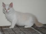 Gabriel - Ragdoll Kitten For Sale - Shippensburg, PA, US