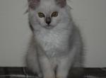 Gwynn - Ragdoll Kitten For Sale - Shippensburg, PA, US