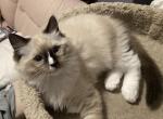 Purebred Purrty Ragdolls - Ragdoll Kitten For Sale - Waterford Township, MI, US