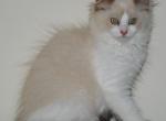 Genevieve - Ragdoll Kitten For Sale - Shippensburg, PA, US
