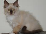 Giselle - Ragdoll Kitten For Sale - Shippensburg, PA, US