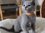 Yoshi - Russian Blue Kitten For Sale - Norwalk, CT, US