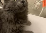 Ruru - Russian Blue Cat For Adoption - Athens, OH, US