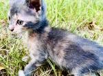 Marie - American Shorthair Kitten For Sale - Columbus, GA, US