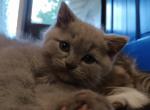 Boy Scottish straight munchkin - Scottish Straight Kitten For Sale - Beaverton, OR, US