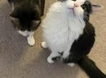 Mimi - Domestic Cat For Adoption - 