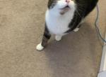 Dada - Domestic Cat For Adoption - Athens, OH, US